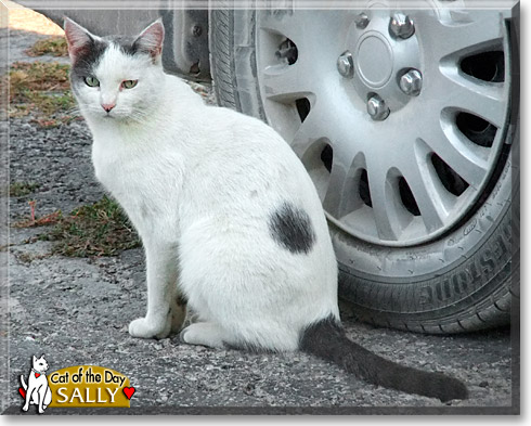 Sally, the Cat of the Day
