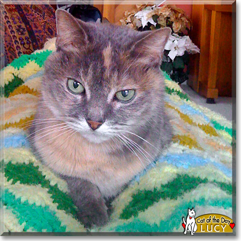 Lucy, the Cat of the Day