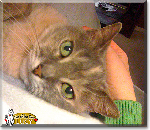 Lucy, the Cat of the Day