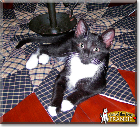 Frankie, the Cat of the Day