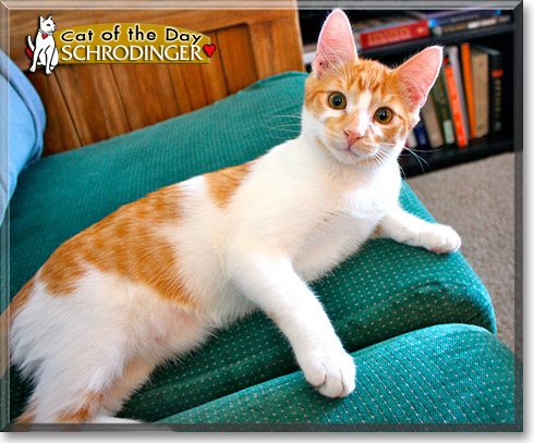 Schrodinger, the Cat of the Day