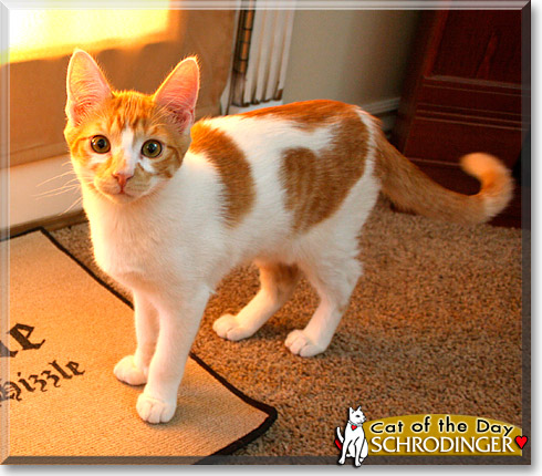 Schrodinger, the Cat of the Day
