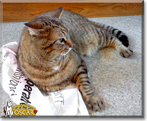 Oscar, the Cat of the Day