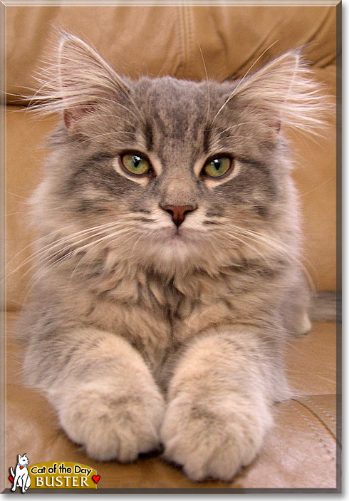 Buster, the Cat of the Day