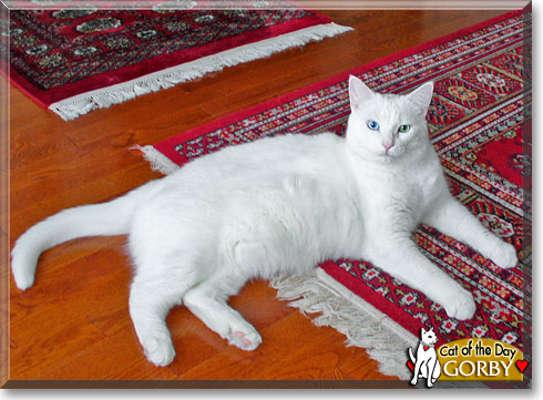 Gorby, the Cat of the Day