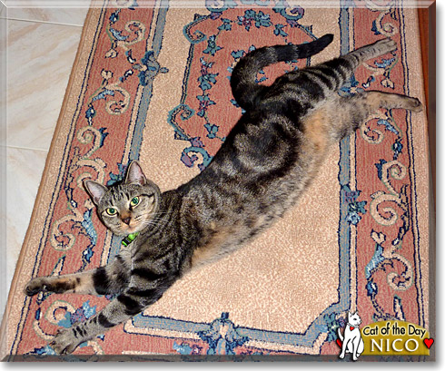 Nico, the Cat of the Day