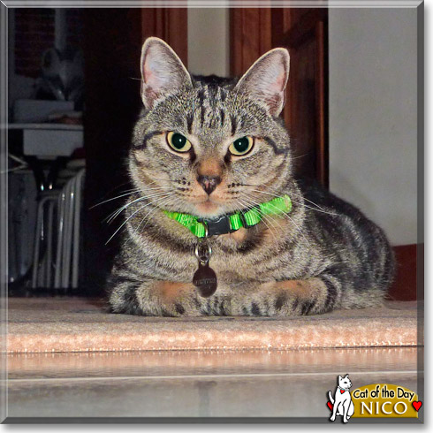 Nico, the Cat of the Day Nico, the Cat of the Day