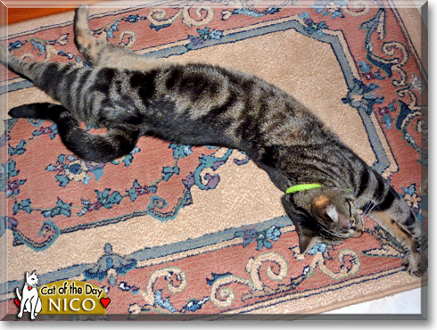 Nico, the Cat of the Day Nico, the Cat of the Day
