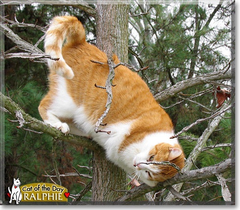 Ralphie, the Cat of the Day Ralphie, the Cat of the Day