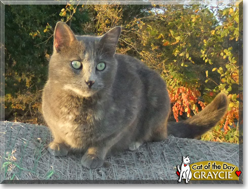 Graycie, the Cat of the Day