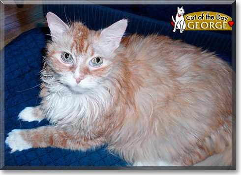 George, the Cat of the Day