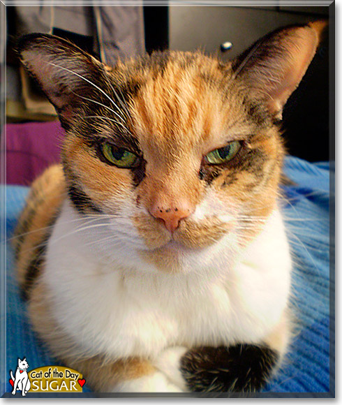 Sugar, the Cat of the Day