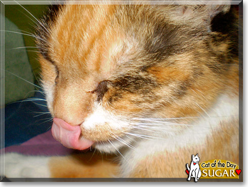 Sugar, the Cat of the Day
