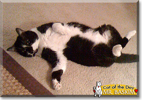 Sugar, the Cat of the Day