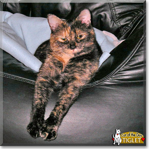 Tiglet, the Cat of the Day