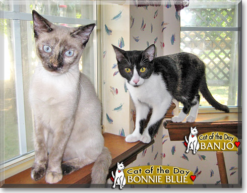 Banjo, Bonnie Blue, the Cat of the Day