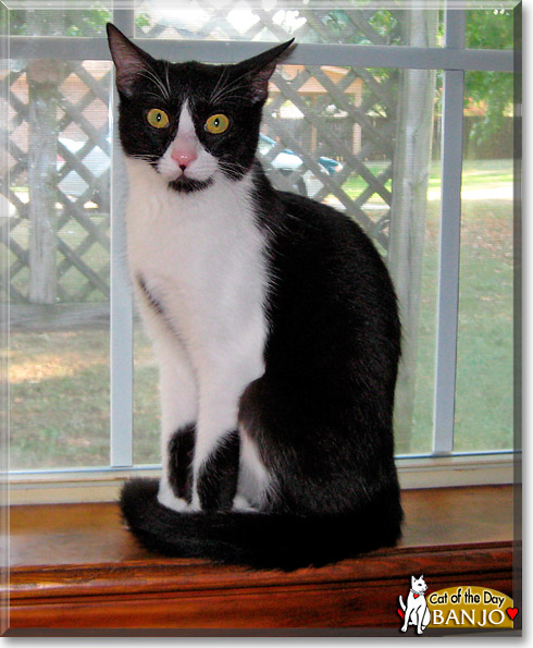 Banjo, Bonnie Blue, the Cat of the Day