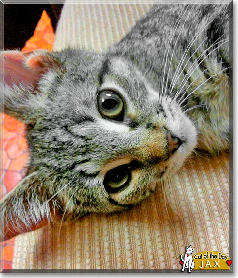 Jax, the Cat of the Day