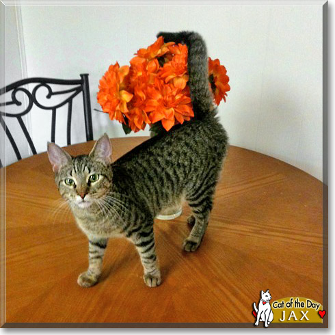 Jax, the Cat of the Day
