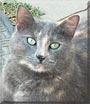 Graycie