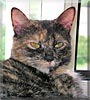 Tiglet