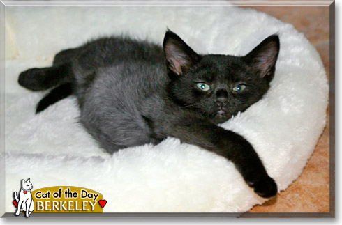 Berkeley, the Cat of the Day