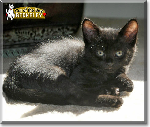 Berkeley, the Cat of the Day