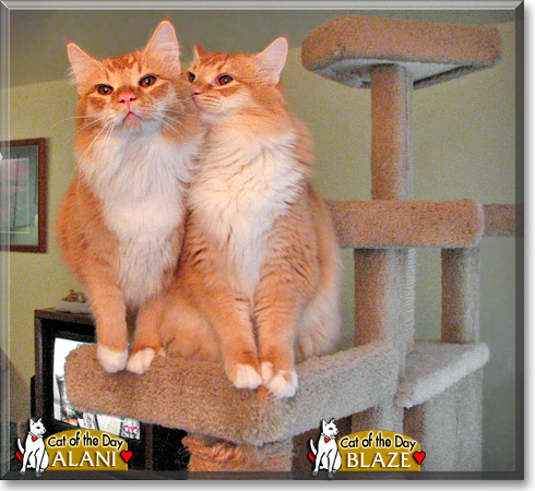 Alani and Blaze, the Cat of the Day