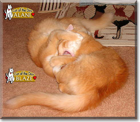 Alani and Blaze, the Cat of the Day