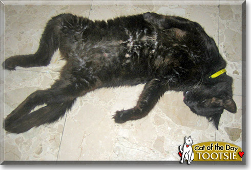 Tootsie, the Cat of the Day