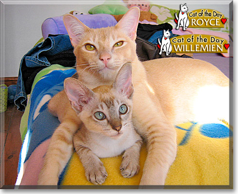 Royce, Willemien, the Cat of the Day
