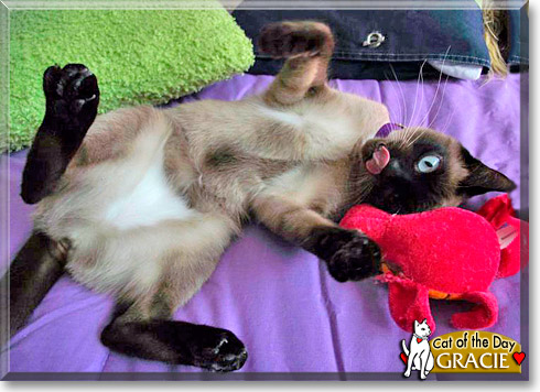 Gracie, the Cat of the Day