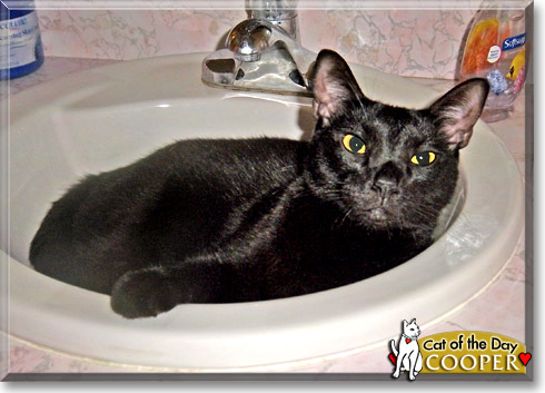 Cooper, the Cat of the Day