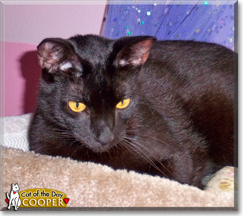 Cooper, the Cat of the Day