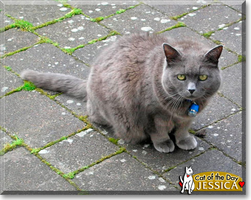 Jessica, the Cat of the Day