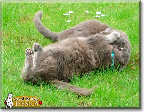 Jessica, the Cat of the Day