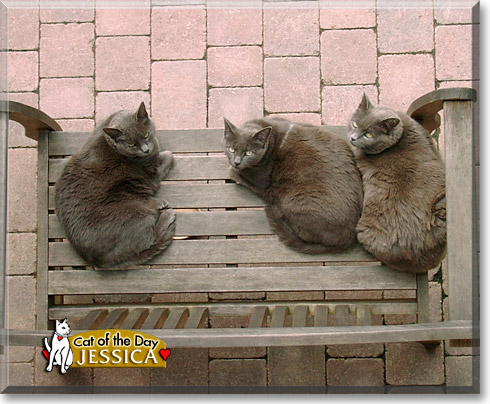 Jessica, the Cat of the Day