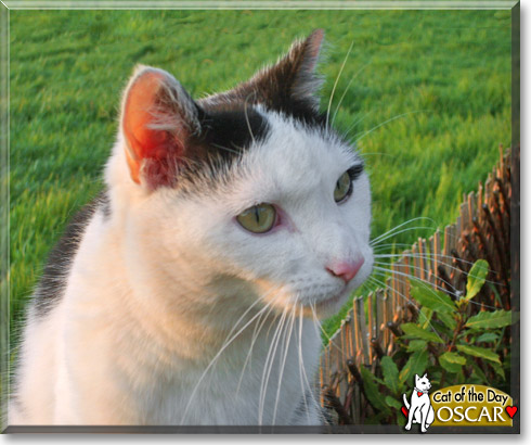 Oscar, the Cat of the Day