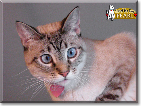 Pearl, the Cat of the Day