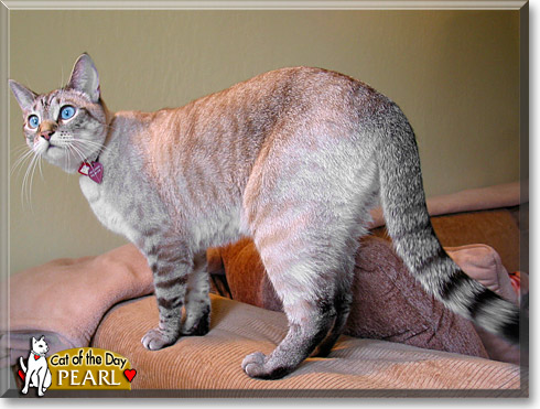 Pearl, the Cat of the Day