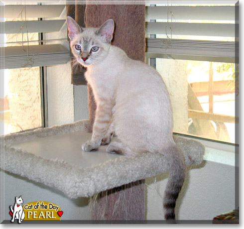 Pearl, the Cat of the Day