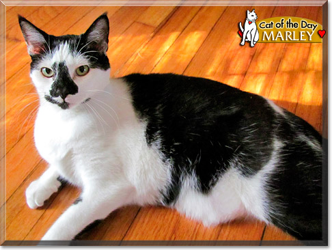 Marley, the Cat of the Day