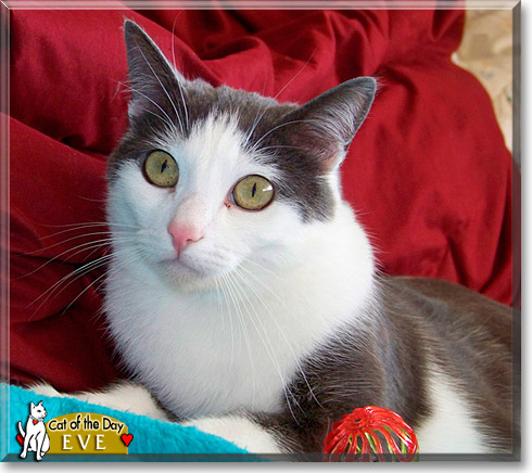Eve, the Cat of the Day