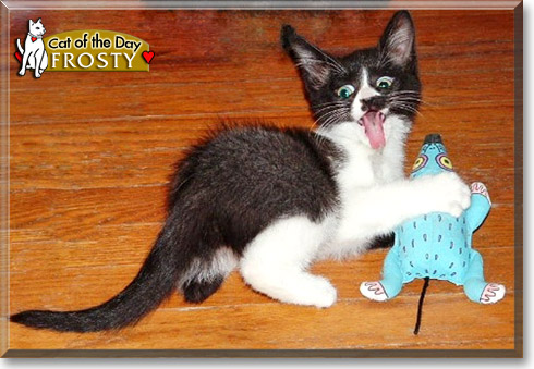 Frosty, the Cat of the Day