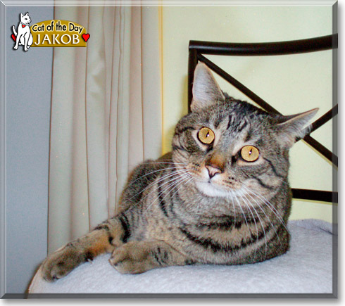 Jakob, the Cat of the Day