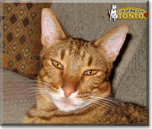 Tonto, the Cat of the Day