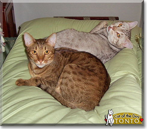 Tonto, the Cat of the Day