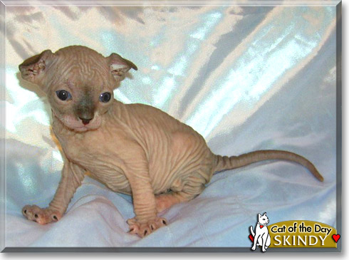 Skindy, the Cat of the Day