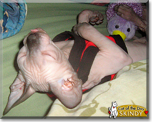 Skindy, the Cat of the Day