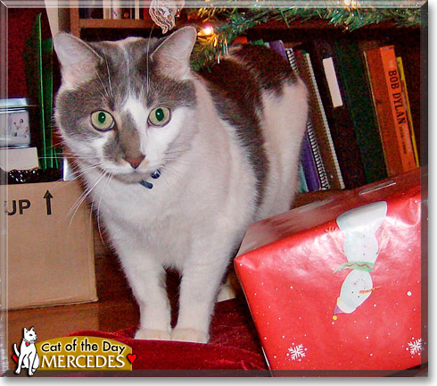 Mercedes, the Cat of the Day